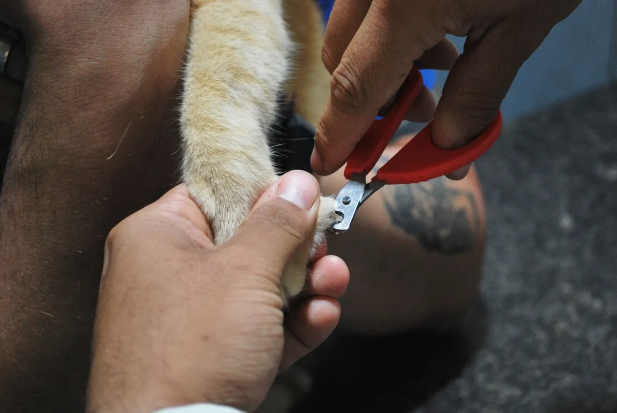 Cara Aman Memotong Kuku Kucing di Rumah