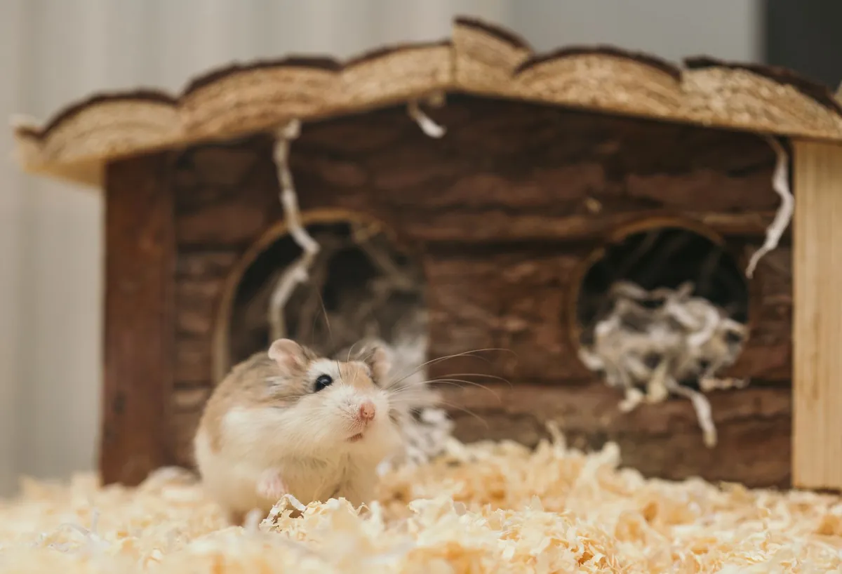 Cara Mengatasi Bau Kandang Hamster agar Rumah Tetap Segar
