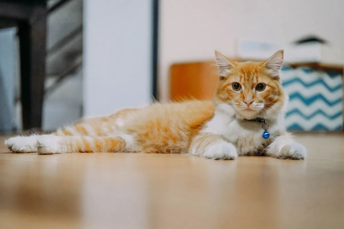 Jaga Berat Badan Ideal Kucing: Cegah Obesitas Anabul!