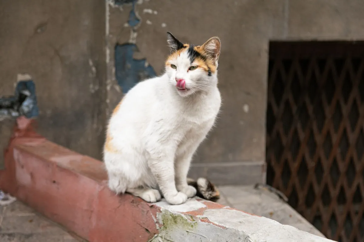 Kenapa Kucing Suka Menjilat Tembok? Ini Penjelasannya