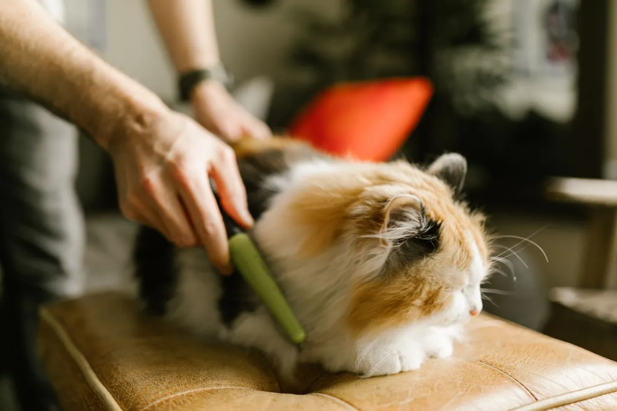 Mengatasi Bulu Rontok Berlebihan pada Kucing: Tips Praktis