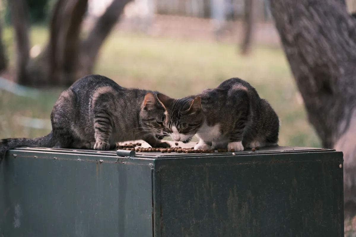 Kucing Picky Eater: Tips Hadapi Anabul Pemilih Makanan