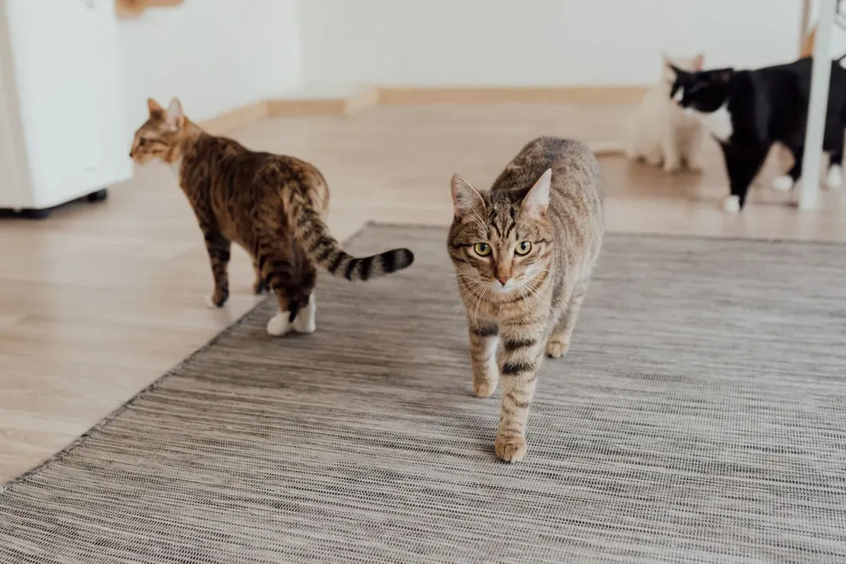 Mengenali Bahasa Tubuh Kucing: Pahami Isyarat Anabulmu!