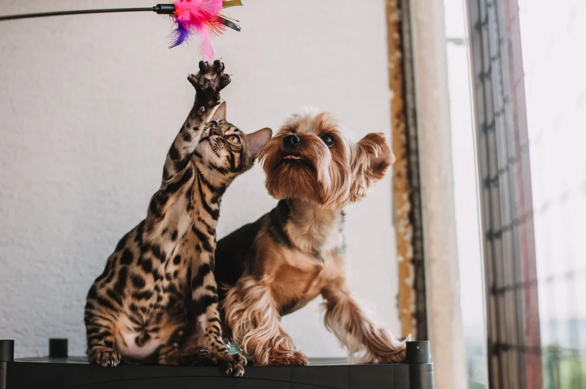 Mulai Bisnis Pet Sitter: Rawat Anabul Nyaman di Rumahnya