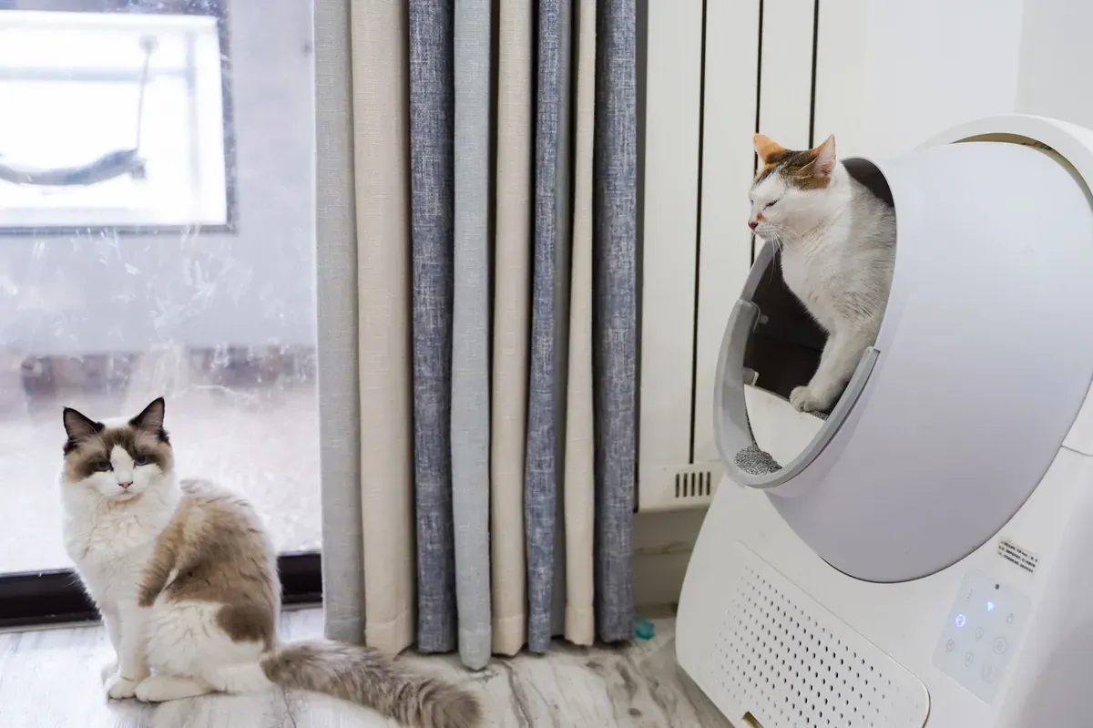 Panduan Memilih Litter Box dan Pasir Kucing yang Tepat