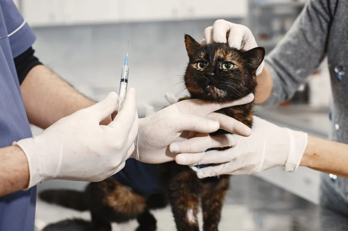 Cek Kesehatan Kucing di Rumah: Panduan Deteksi Dini