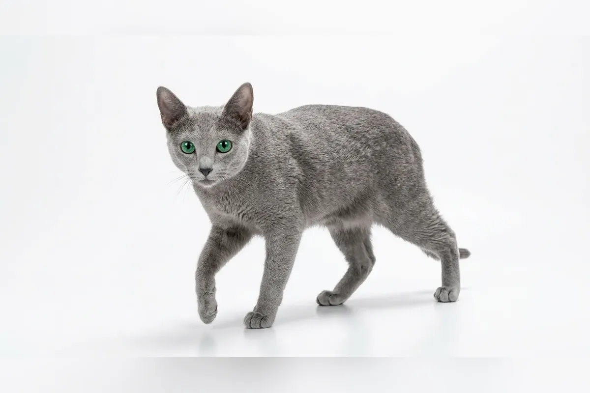 Sejarah Kucing Russian Blue: Si Perak Elegan nan Pemalu