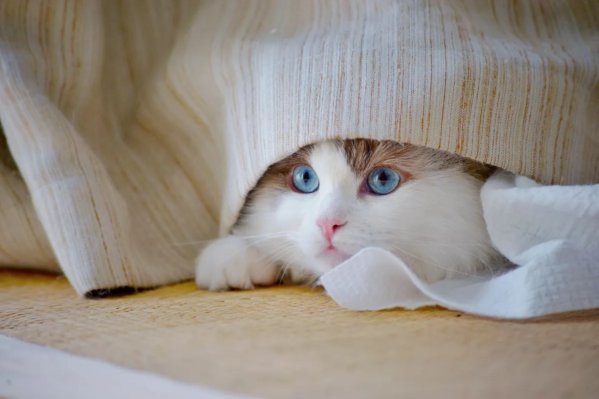 Stres pada Kucing: Kenali Tanda dan Cara Mengatasinya